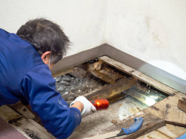 Best Certified Mold Removal  in Takoma Park, MD
