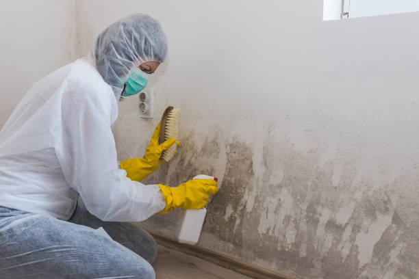 Best Commercial Mold Removal  in Takoma Park, MD