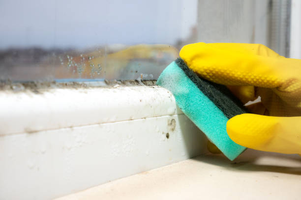 Best Same-Day Mold Removal  in Takoma Park, MD