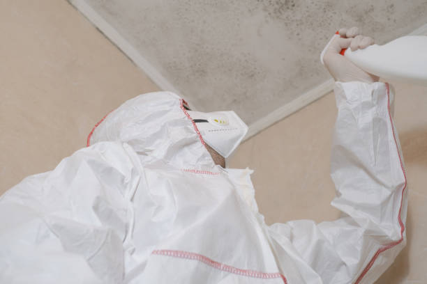 Best Fast Mold Removal  in Takoma Park, MD