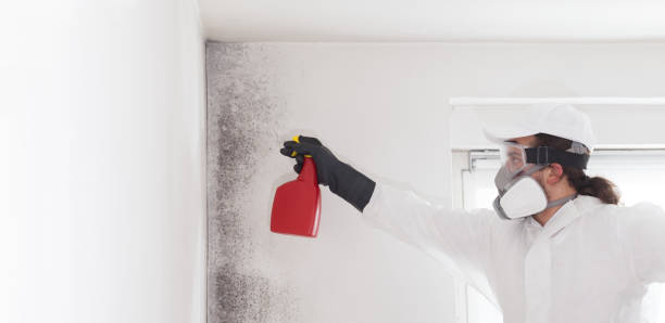 Best Attic Mold Removal  in Takoma Park, MD