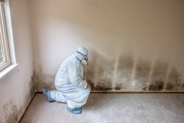 Best Mold Removal Company Near Me  in Takoma Park, MD