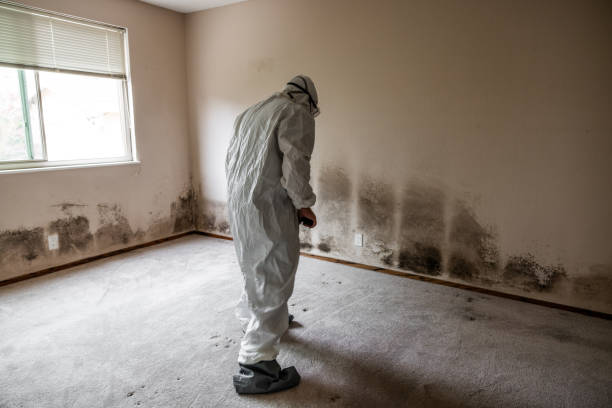 Attic Mold Removal in Takoma Park, MD