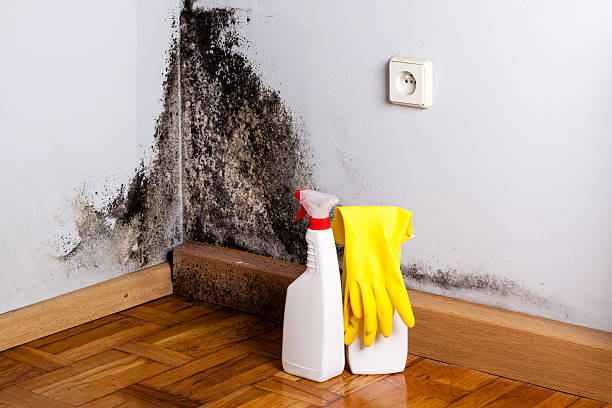 Trusted Takoma Park, MD Mold Removal Experts