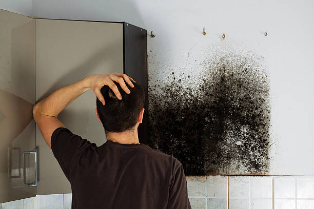 Best Residential Mold Removal  in Takoma Park, MD