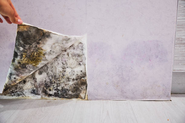 Best Home Mold Removal  in Takoma Park, MD
